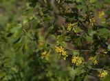 Ribes aureum