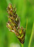 genus Carex. Соплодие. Татарстан, Бугульминский р-н, луг. 11.06.2011.