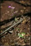 Cephalanthera rubra