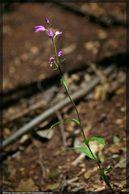 Image of Cephalanthera rubra specimen.