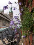 Campanula rotundifolia