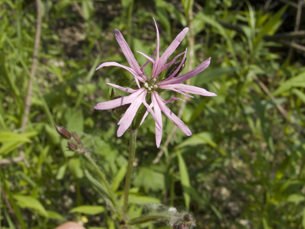 Изображение особи Coccyganthe flos-cuculi.