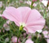 Convolvulus subhirsutus