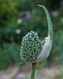 Allium affine