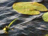 Nuphar lutea. Лист и побег с плодом. Свердловская обл., окр. г. Североуральск, южная окраина Колонгинского водохранилища. 09.08.2011.