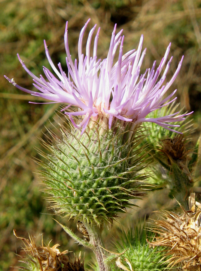 Image of Cirsium laniflorum specimen.