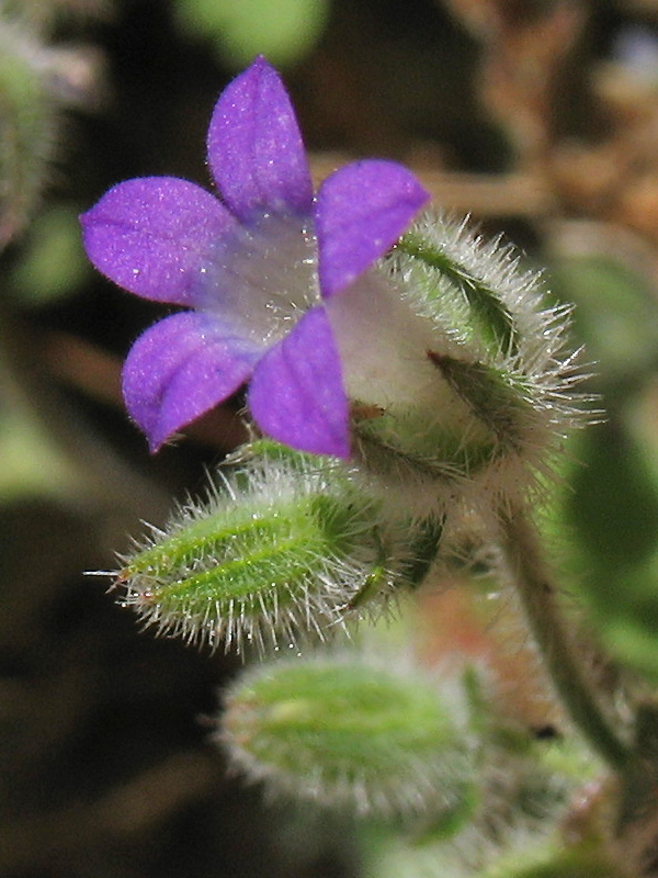 Image of Campanula erinus specimen.