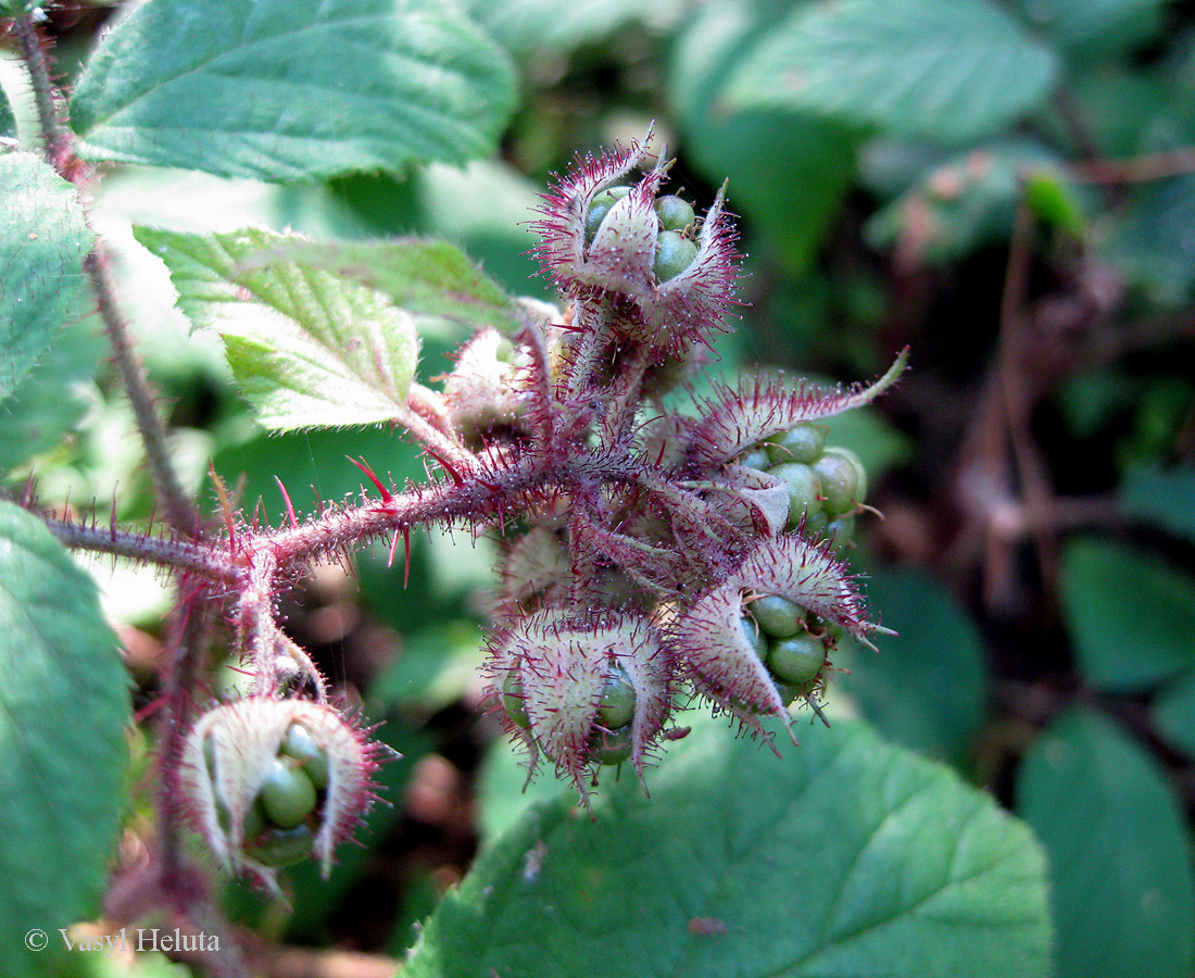 Изображение особи Rubus hirtus.