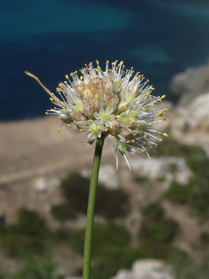 Изображение особи Allium marschallianum.