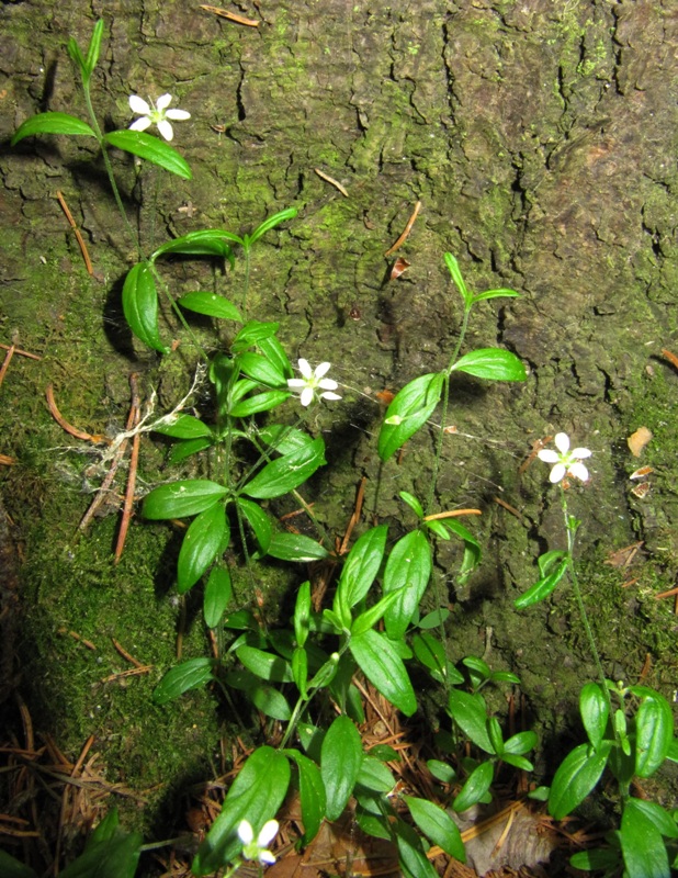 Изображение особи Moehringia lateriflora.
