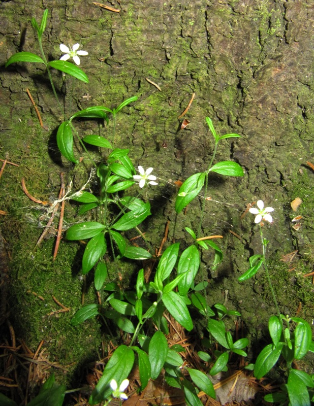 Image of Moehringia lateriflora specimen.