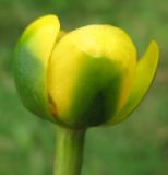 Nuphar pumila