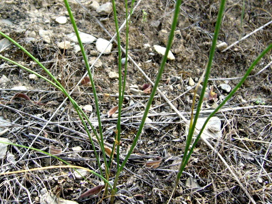 Изображение особи Allium leucosphaerum.