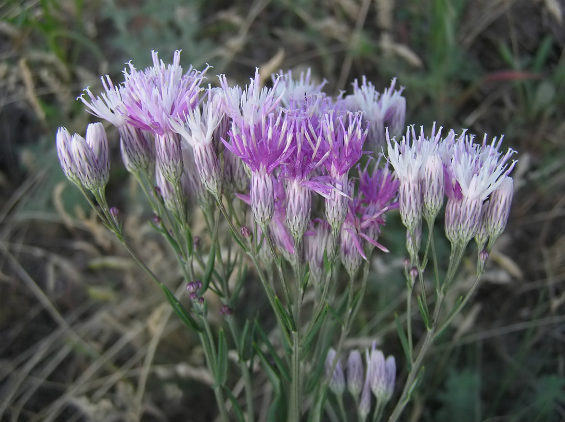 Image of Jurinea multiflora specimen.