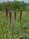 Echium russicum