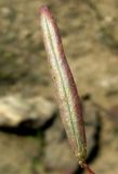 Astragalus campylorhynchus. Плод. Копетдаг, Чули. Май 2011 г.