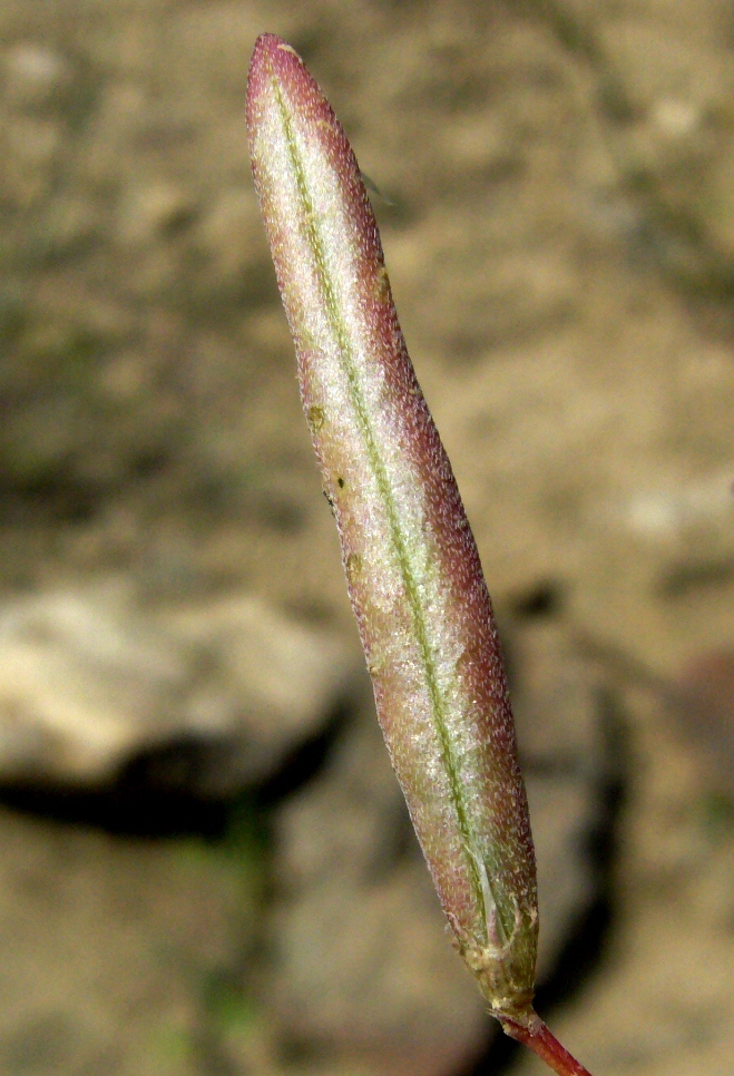 Изображение особи Astragalus campylorhynchus.