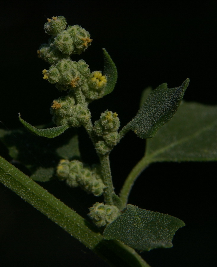 Image of Chenopodium opulifolium specimen.