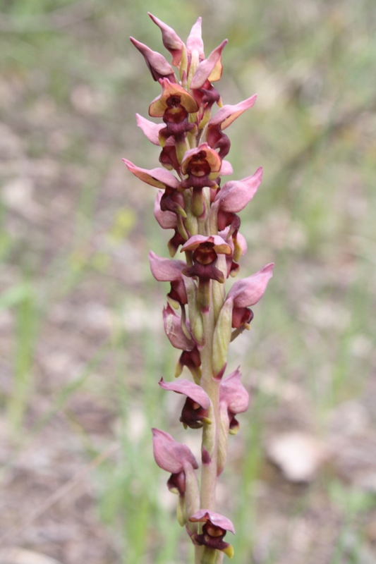 Image of Steveniella satyrioides specimen.