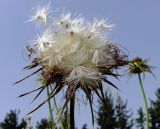 Silybum marianum