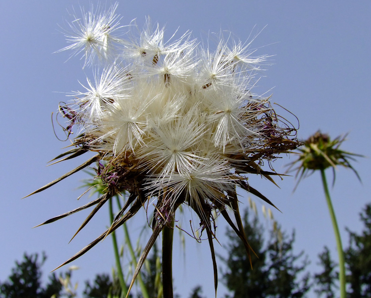 Изображение особи Silybum marianum.