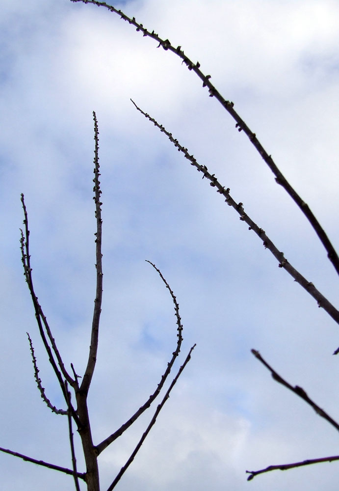 Image of Salix phylicifolia specimen.