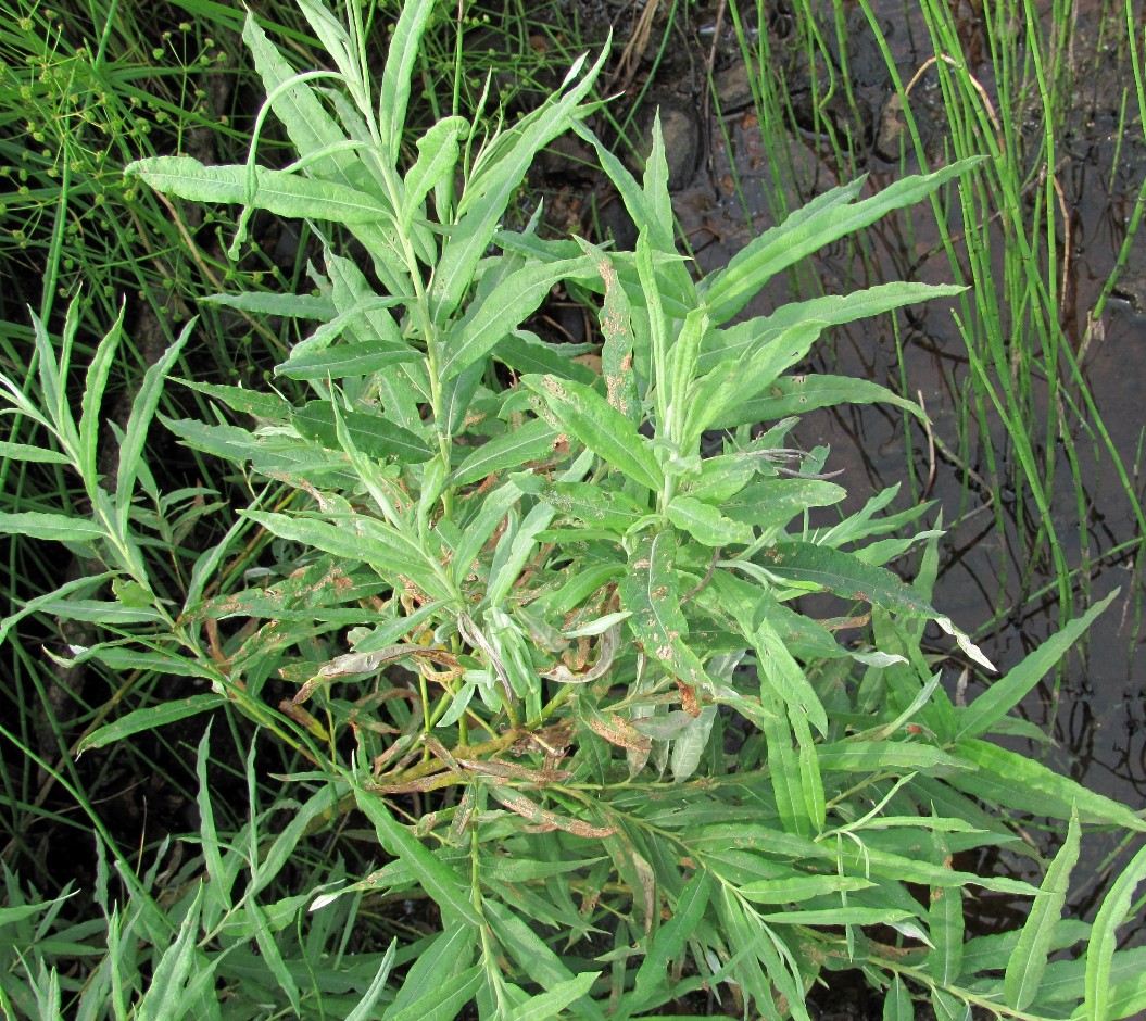 Изображение особи Salix gmelinii.