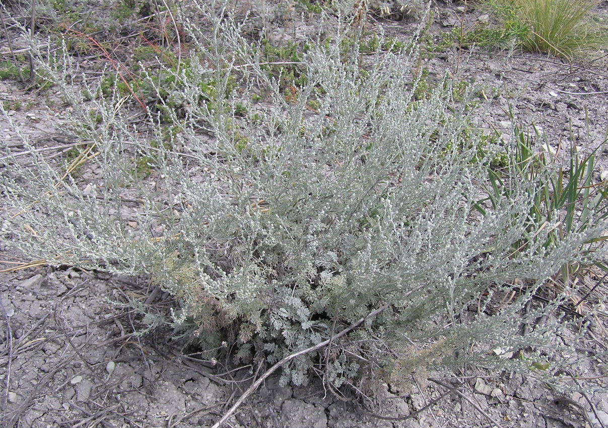 Изображение особи Artemisia lercheana.