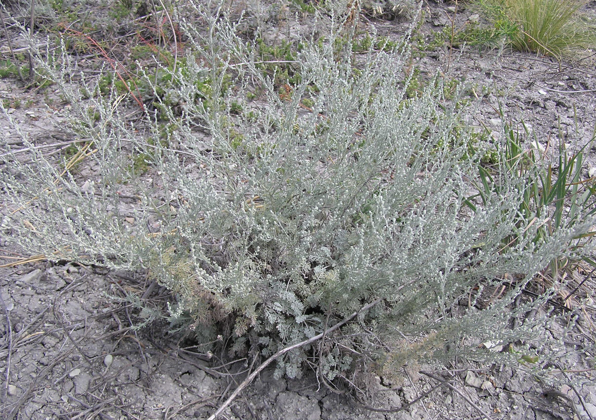 Image of Artemisia lercheana specimen.