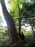 Kalopanax septemlobus. Ствол двухсотлетнего дерева. Сахалинская обл., Курильские острова, о. Кунашир. 04.11.2011.