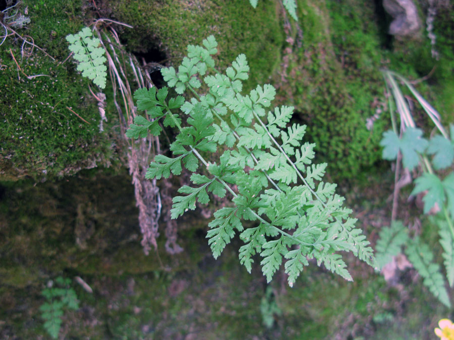 Image of Cystopteris fragilis specimen.