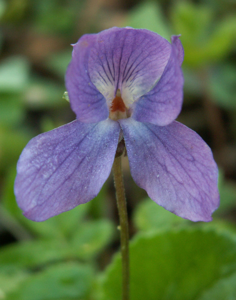 Image of Viola odorata specimen.