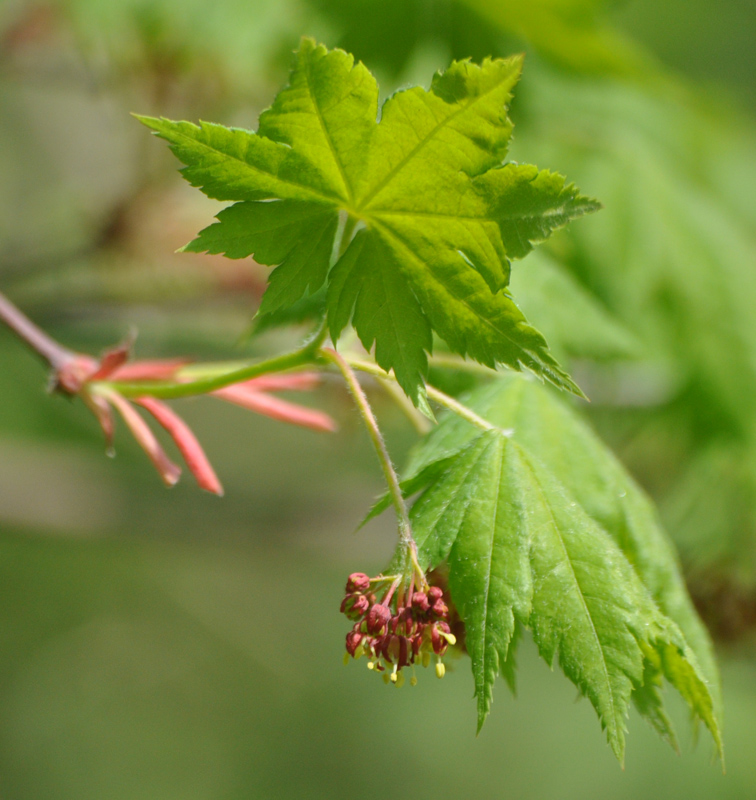 Image of Acer pseudosieboldianum specimen.