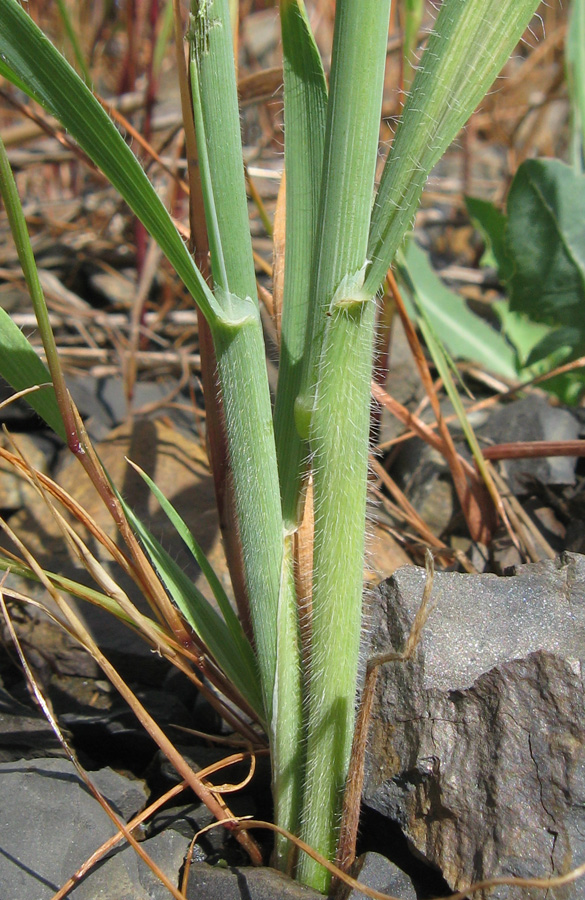 Изображение особи Avena persica.