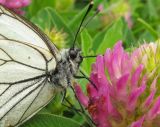 Trifolium medium