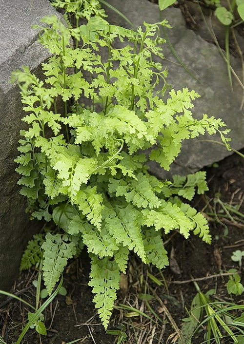 Изображение особи Dennstaedtia wilfordii.