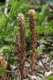 genus Orobanche. Отцветающие растения. Испания, Бискайя, ур. Лага (Laga), обочина дороги под деревьями. 07.06.2012.