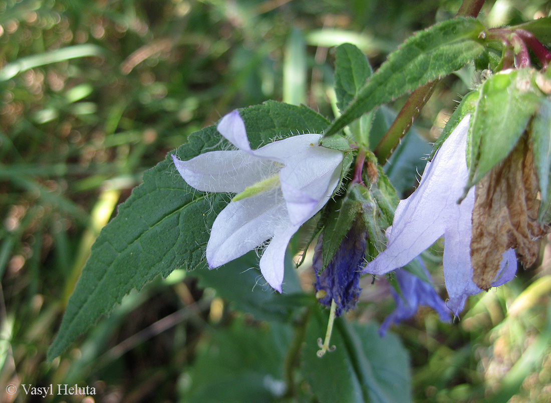 Image of Campanula trachelium specimen.