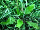 Plantago cornuti
