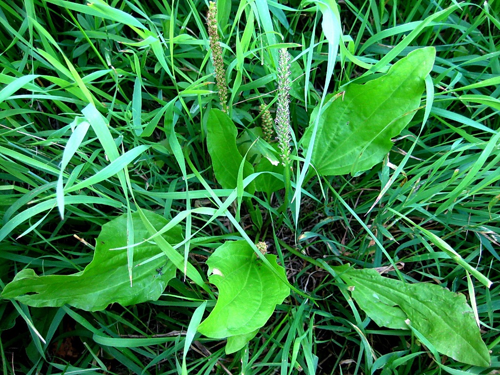 Image of Plantago cornuti specimen.