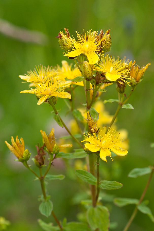 Image of Hypericum maculatum specimen.