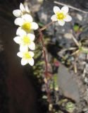Saxifraga cartilaginea. Соцветие. Кабардино-Балкария, долина р. Кала-Кулак, урочище Джилы-Су, 2400 м н.у.м. 22.07.2012.