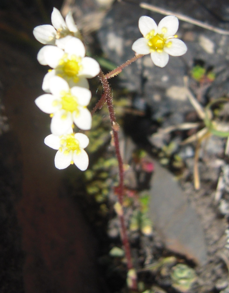 Изображение особи Saxifraga cartilaginea.