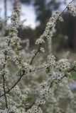 Spiraea aquilegifolia