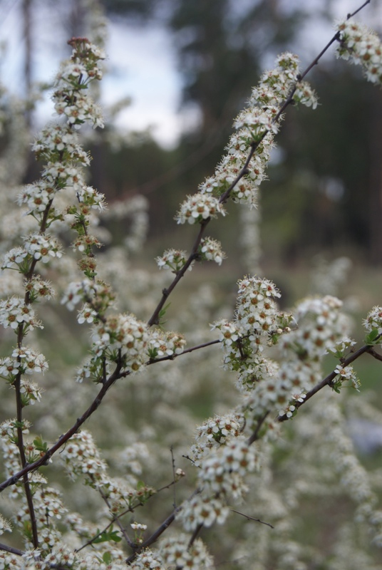 Изображение особи Spiraea aquilegifolia.