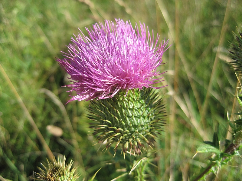 Изображение особи Cirsium vulgare.