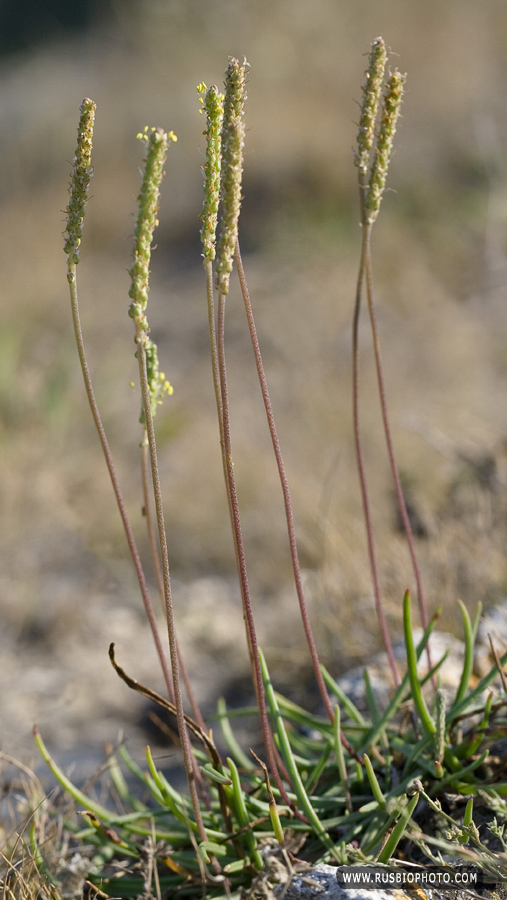 Изображение особи Plantago salsa.