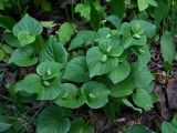 Viola mirabilis. Цветущее растение. На верхушках побегов видны нераскрывающиеся (клейстогамные) плодущие цветки. Санкт-Петербург, Дудергофские высоты, широколиственный лес. Середина июня.