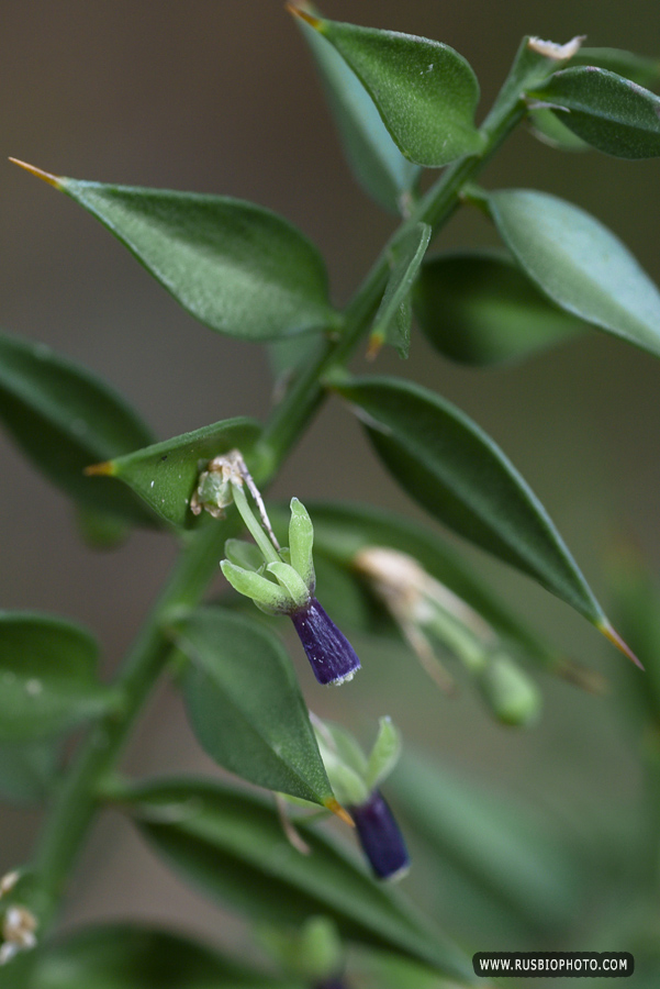 Изображение особи Ruscus aculeatus.