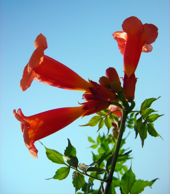 Image of Campsis radicans specimen.